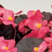 Begonia semperflorens  Marsala Rose